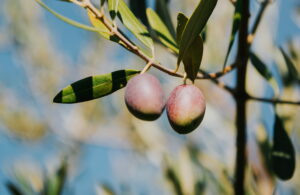 nostrana-olives